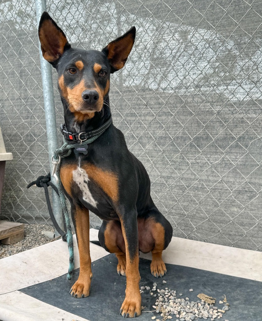Cobalt, an adoptable Mixed Breed in San Juan de Abajo, NAY, 63732 | Photo Image 2
