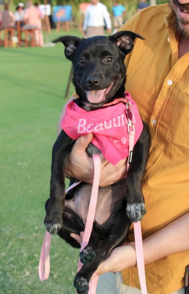 Dakota, an adoptable Shepherd in San Juan de Abajo, NAY, 63732 | Photo Image 1