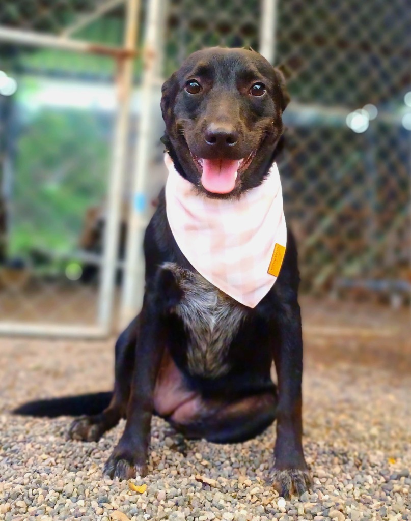 Dakota, an adoptable Shepherd in San Juan de Abajo, NAY, 63732 | Photo Image 1