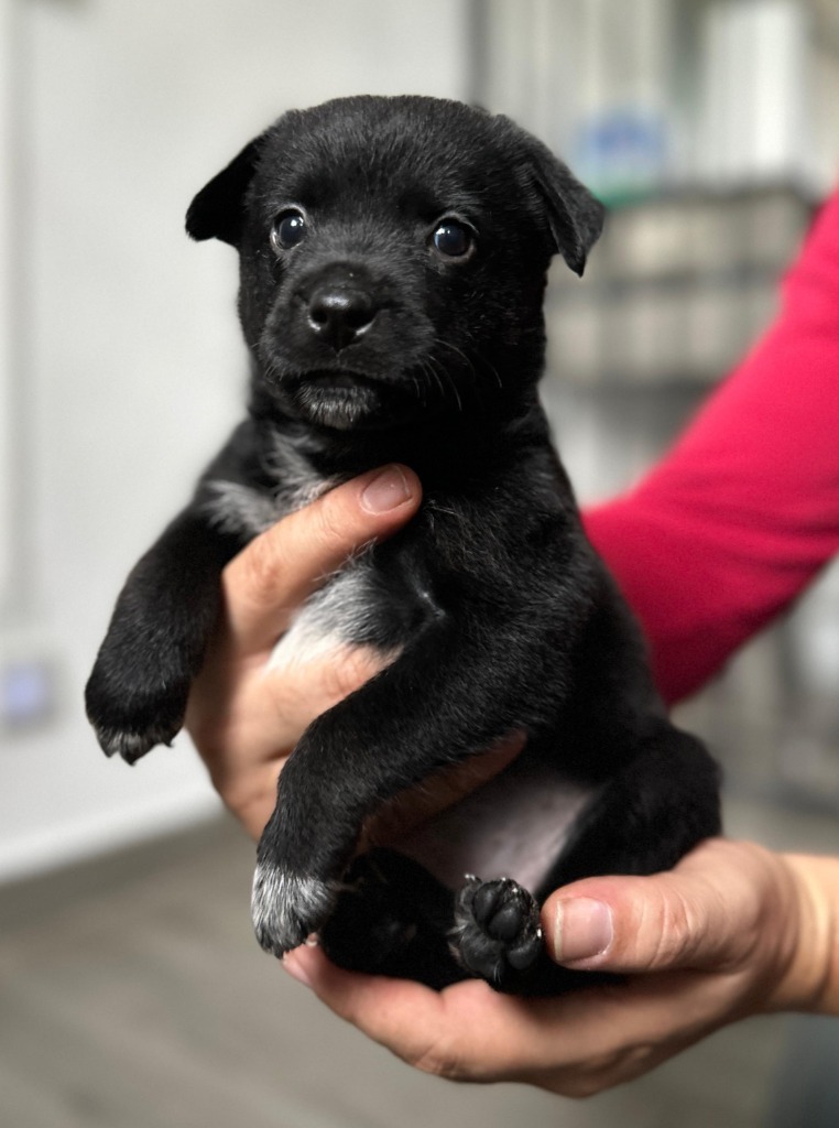 Dakota, an adoptable Shepherd in San Juan de Abajo, NAY, 63732 | Photo Image 2