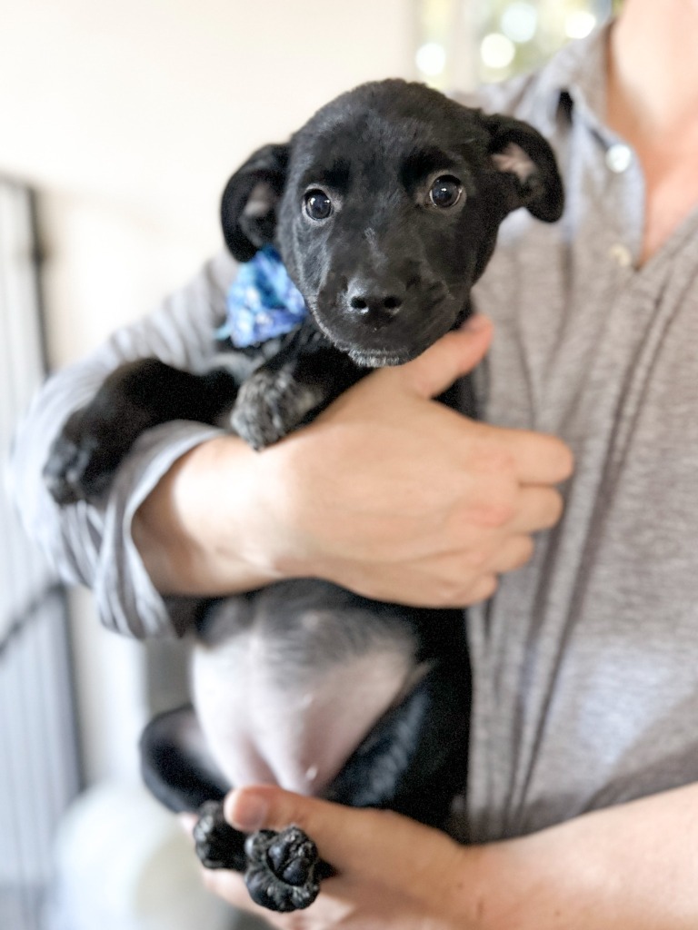 Dakota, an adoptable Shepherd in San Juan de Abajo, NAY, 63732 | Photo Image 3