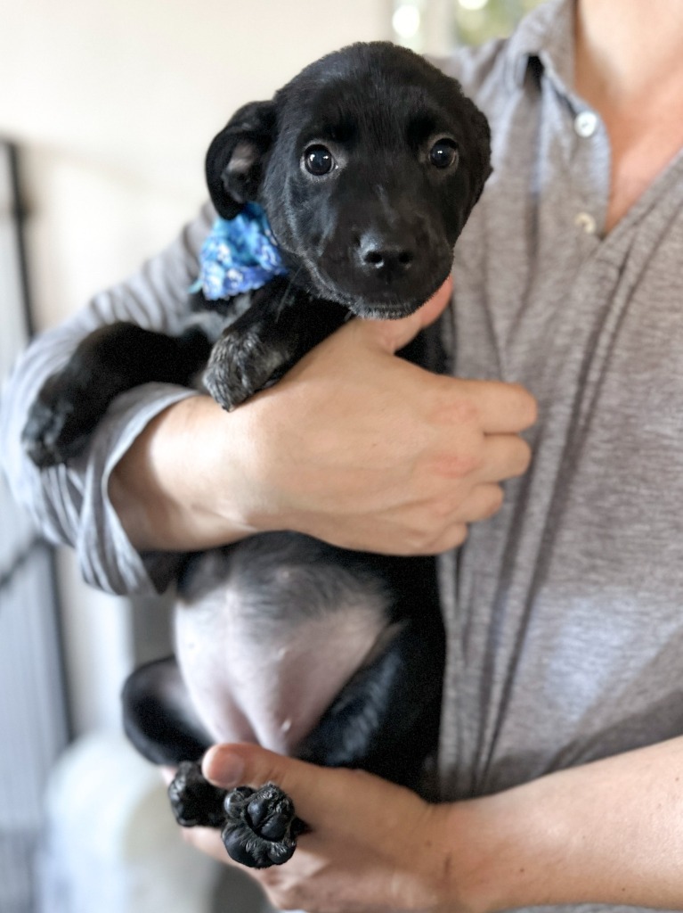 Dakota, an adoptable Shepherd in San Juan de Abajo, NAY, 63732 | Photo Image 4