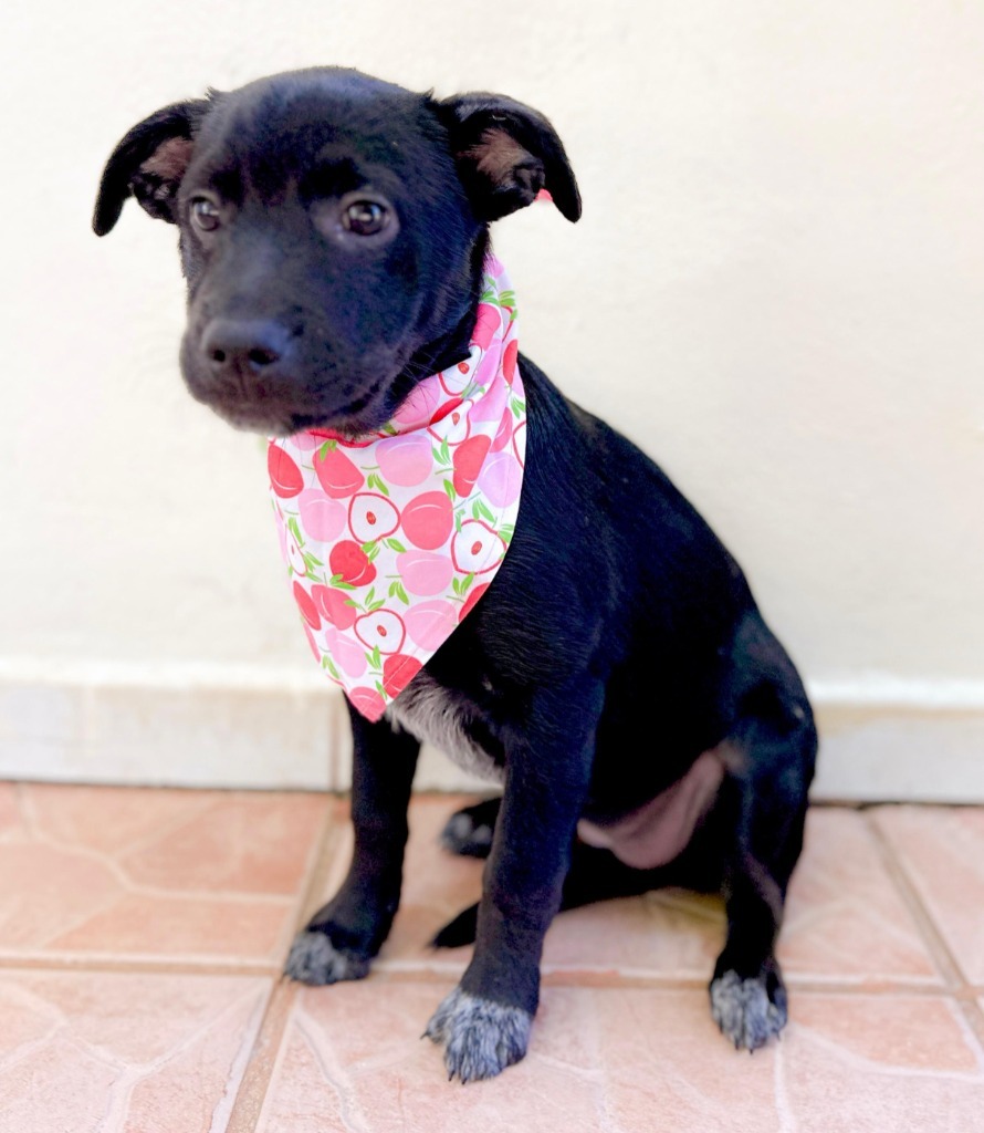 Dakota, an adoptable Shepherd in San Juan de Abajo, NAY, 63732 | Photo Image 5
