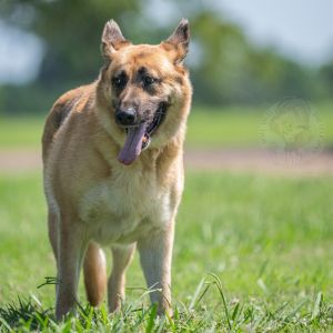 Queen, Adult Female German Shepherd Dog