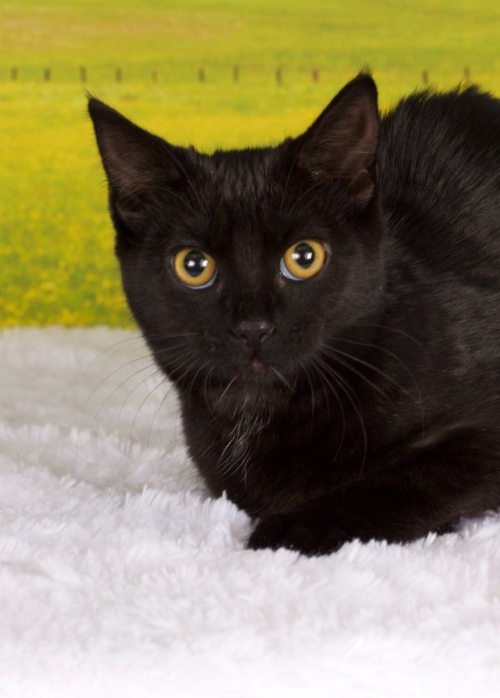 Cat for adoption - Java Chip, a Domestic Short Hair Mix in Gilbert, AZ ...