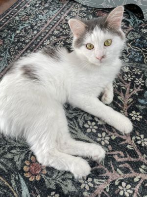 Mr Handsome