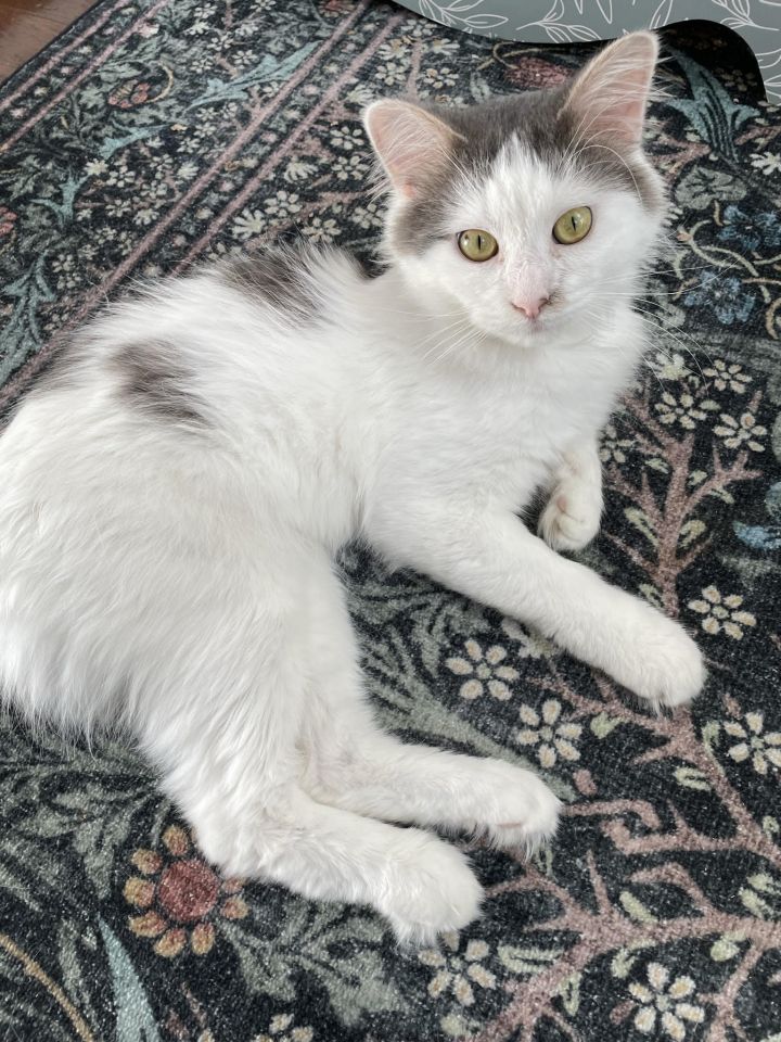 Mr Handsome 1