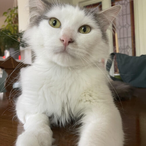 Mr Handsome 6