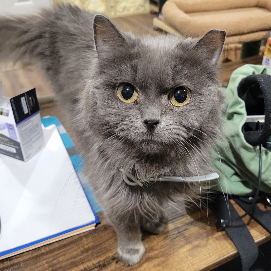 Sketch, an adoptable Domestic Medium Hair in Park Falls, WI, 54552 | Photo Image 1