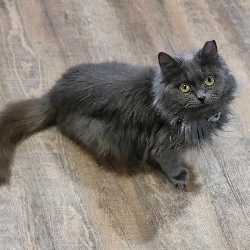Sketch, an adoptable Domestic Medium Hair in Park Falls, WI, 54552 | Photo Image 2