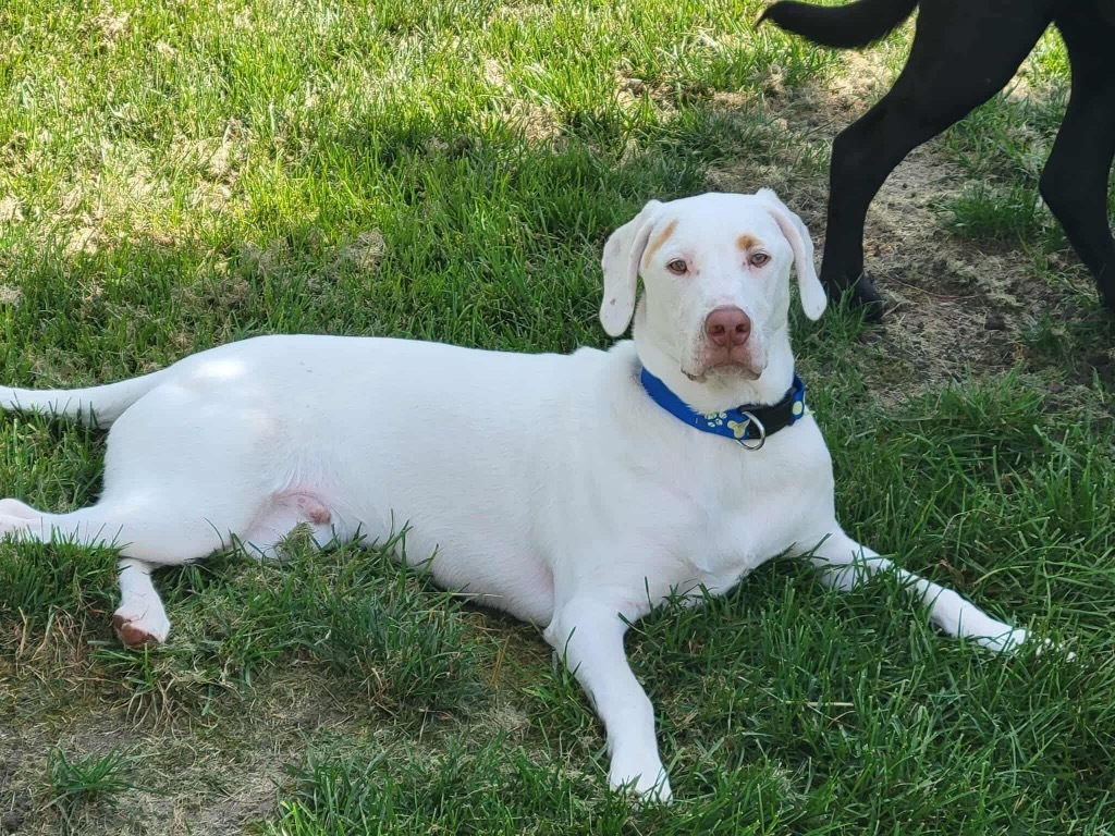 Jess, an adoptable Mixed Breed in Urbandale, IA, 50322 | Photo Image 1
