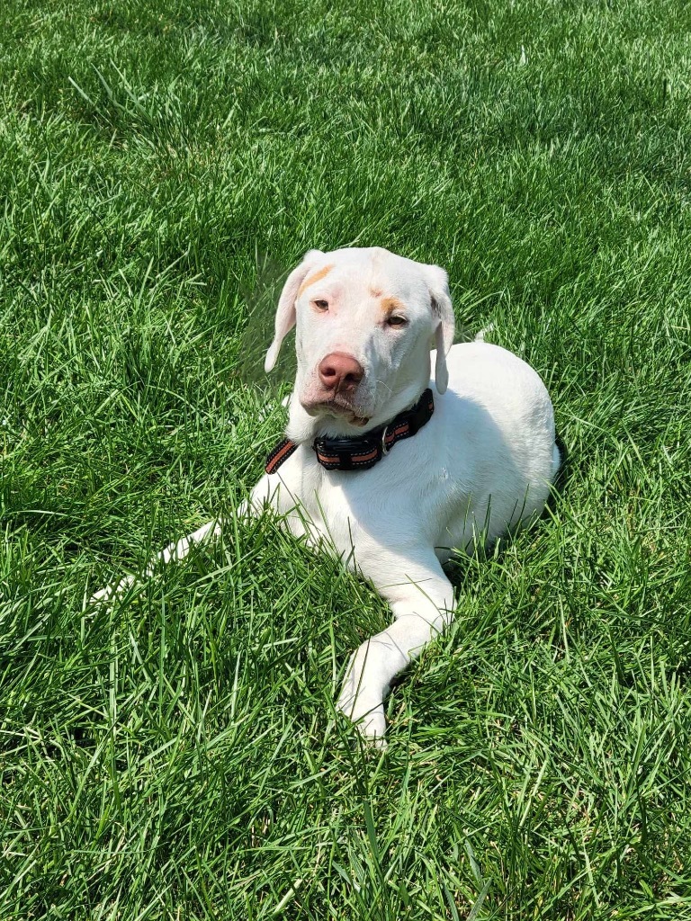 Jess, an adoptable Mixed Breed in Urbandale, IA, 50322 | Photo Image 2