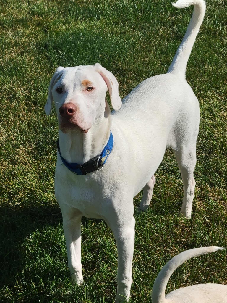 Jess, an adoptable Mixed Breed in Urbandale, IA, 50322 | Photo Image 3
