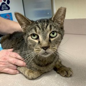 Bell, Senior Female Domestic Short Hair