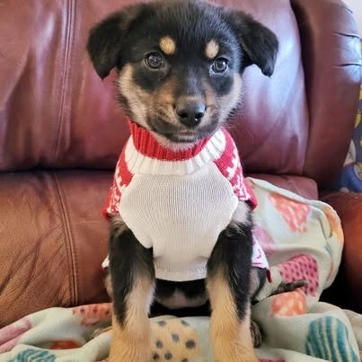 Darci