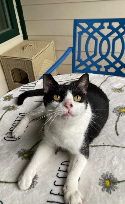 $00 Fella, an adoptable Domestic Short Hair in Picayune, MS, 39466 | Photo Image 1