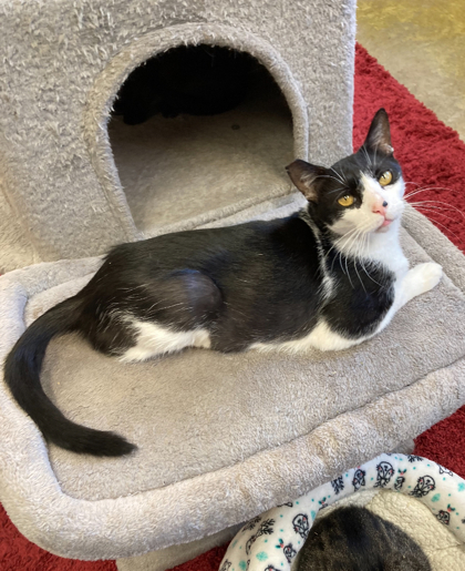 $00 Fella, an adoptable Domestic Short Hair in Picayune, MS, 39466 | Photo Image 2