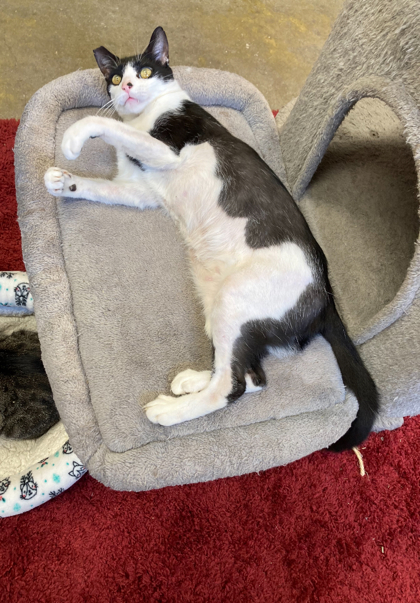 $00 Fella, an adoptable Domestic Short Hair in Picayune, MS, 39466 | Photo Image 3