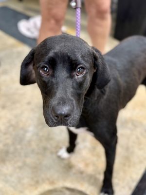 Jinx, Young Female Labrador Retriever
