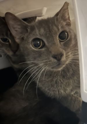 Bam, Senior Male Domestic Short Hair