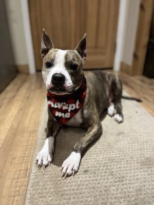 Camden, Adult Male Pit Bull Terrier