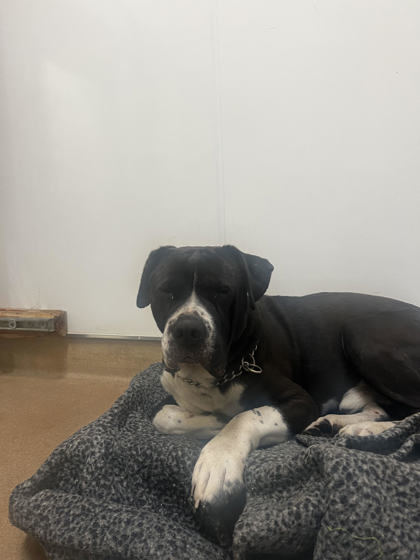 Tommy, an adoptable Pit Bull Terrier, Mixed Breed in Pendleton, OR, 97801 | Photo Image 2