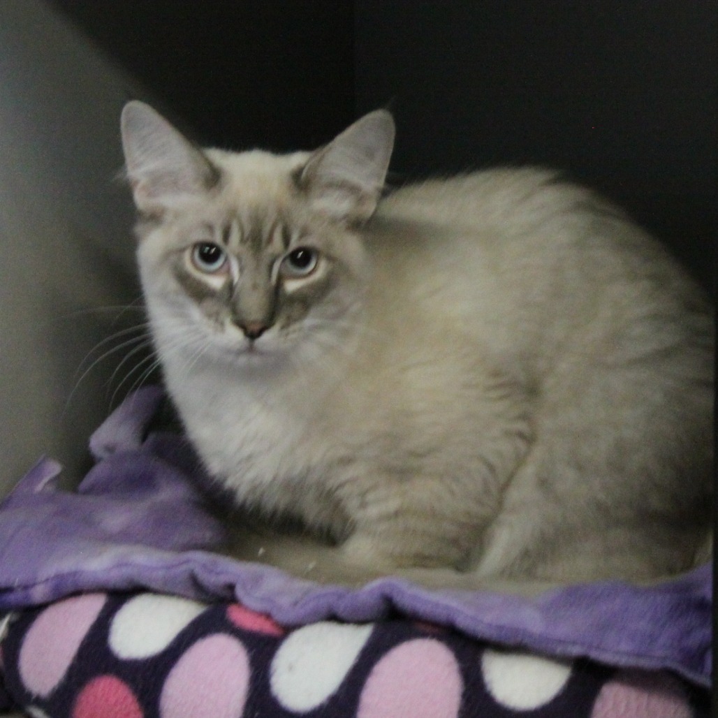 Smokey, an adoptable Siamese, Ragdoll in Sarasota, FL, 34243 | Photo Image 1