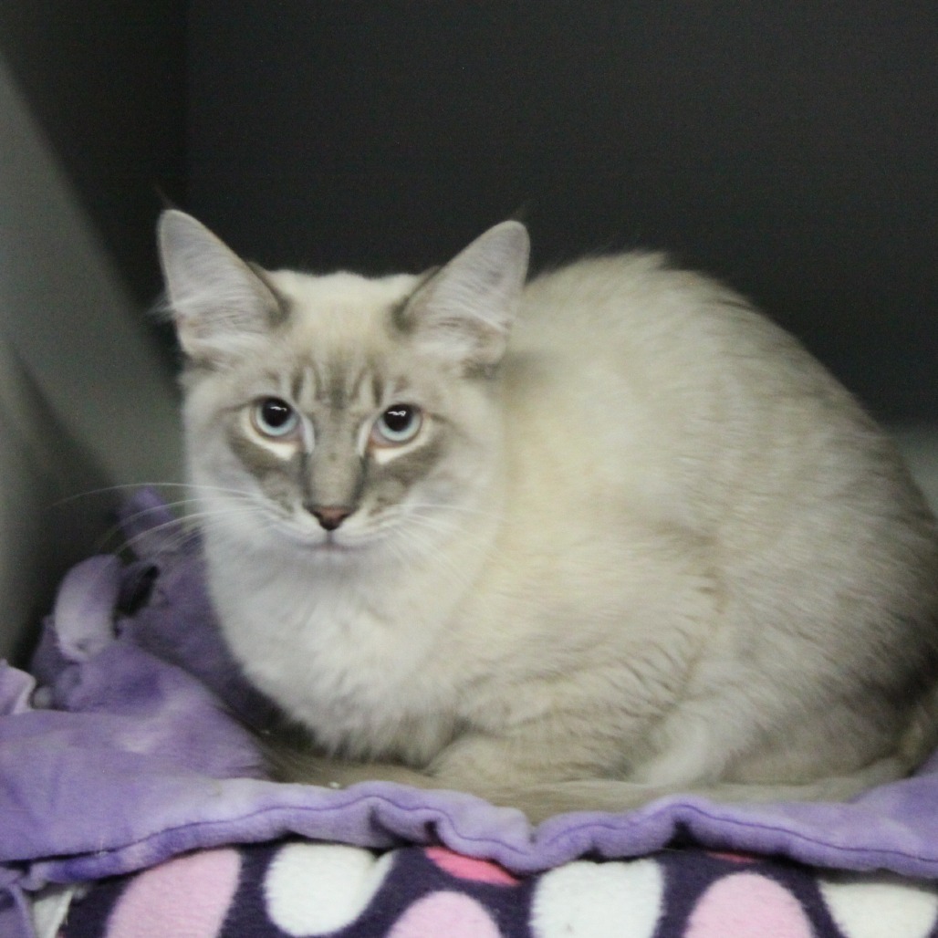 Smokey, an adoptable Siamese, Ragdoll in Sarasota, FL, 34243 | Photo Image 2