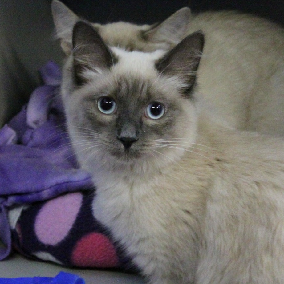 Pepper, an adoptable Siamese, Ragdoll in Sarasota, FL, 34243 | Photo Image 1