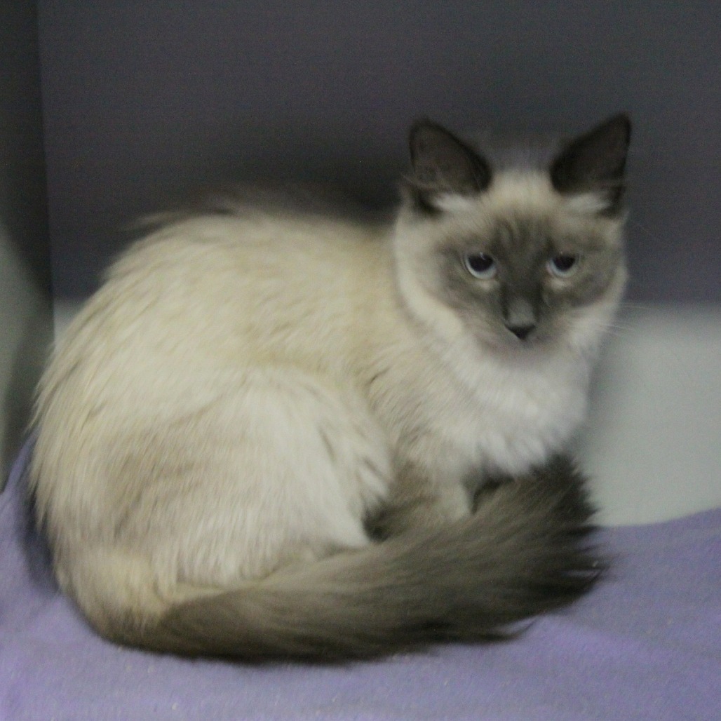 Pepper, an adoptable Siamese, Ragdoll in Sarasota, FL, 34243 | Photo Image 2