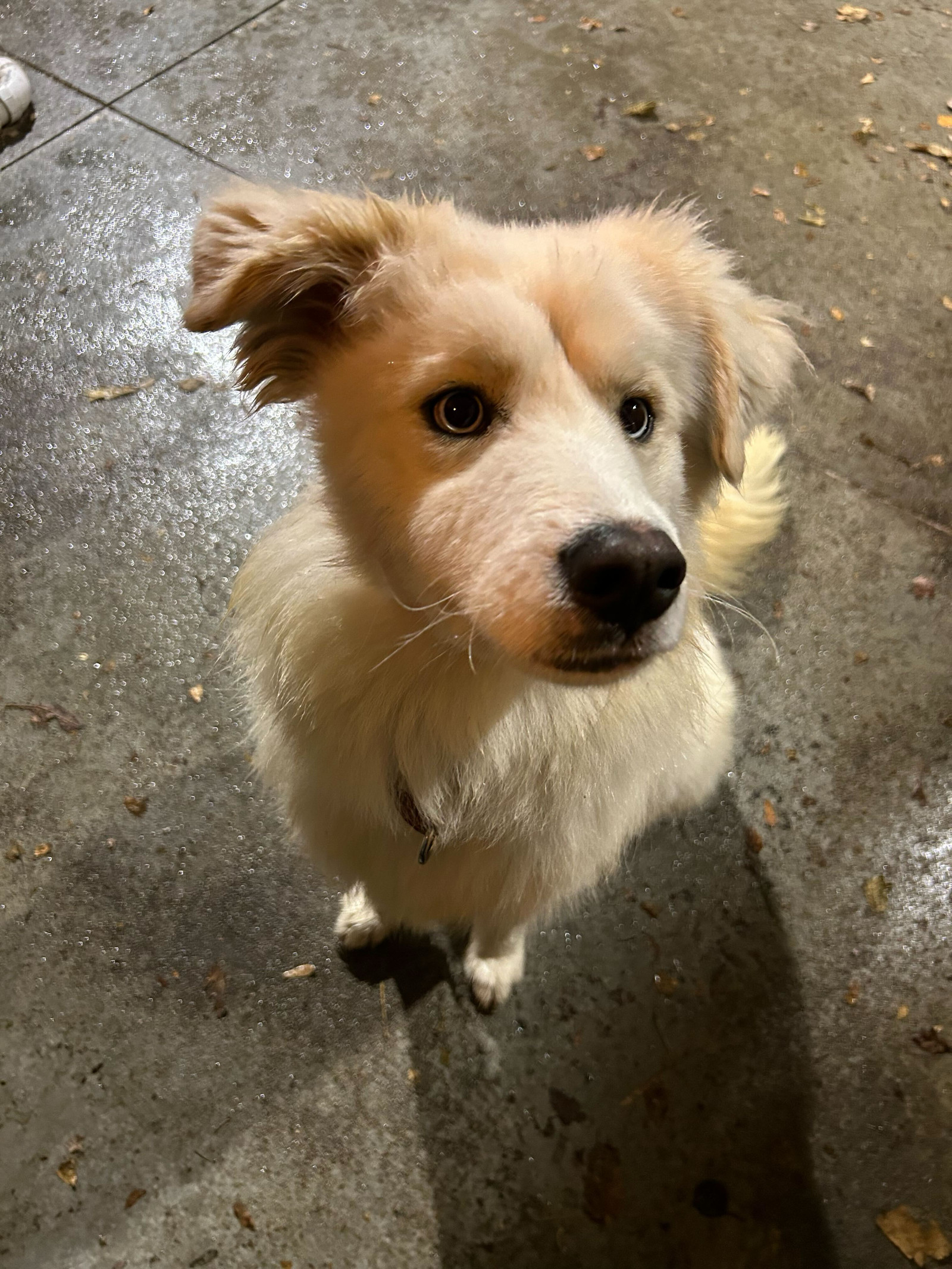 Meko