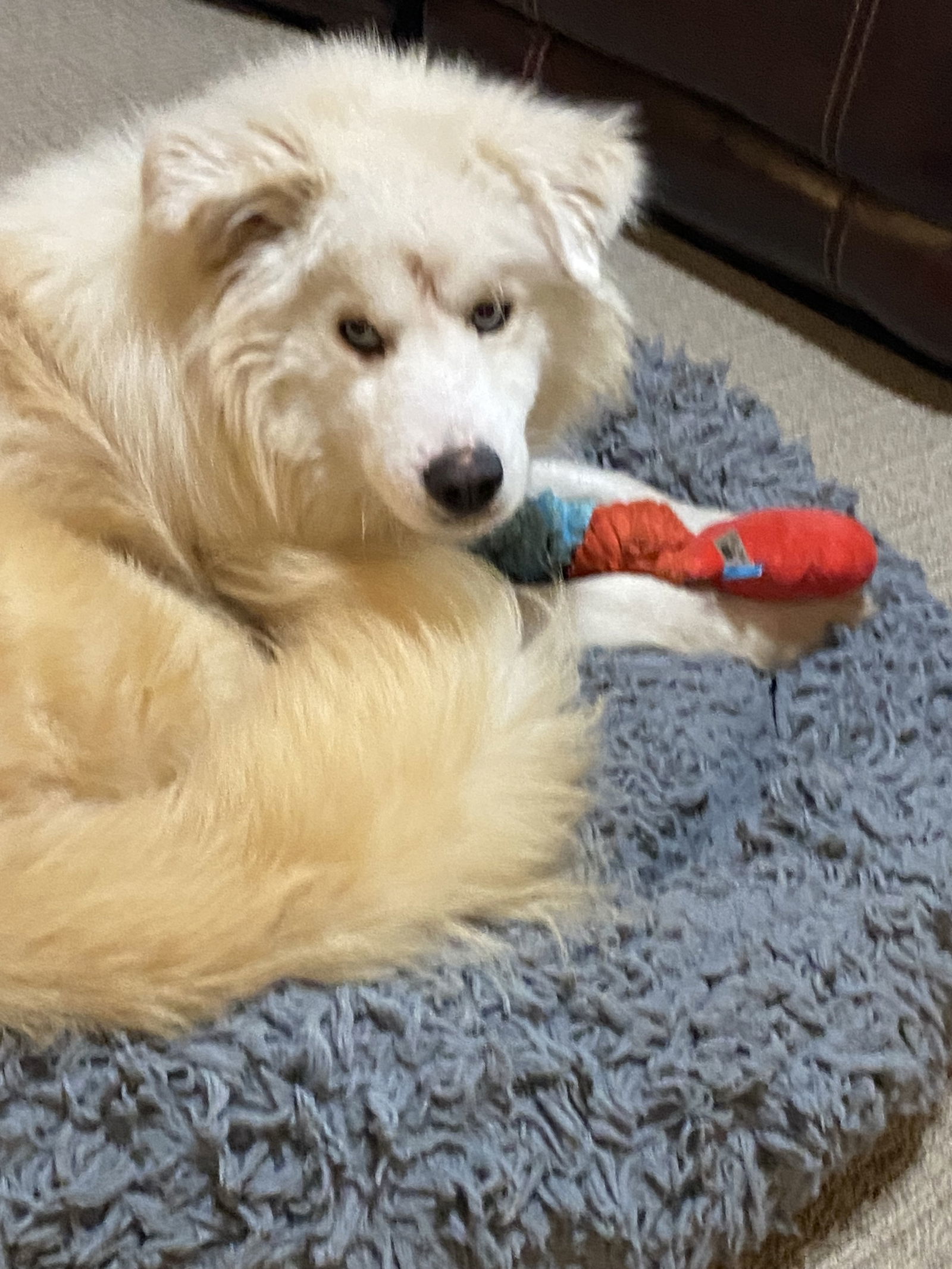 Meko