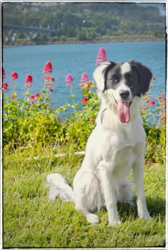 Josie, an adoptable Spaniel, Border Collie in Gold Beach, OR, 97444 | Photo Image 1
