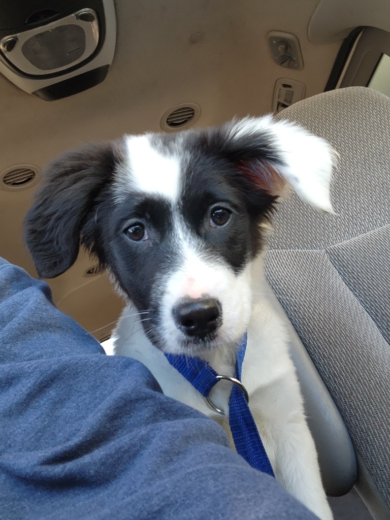 Josie, an adoptable Spaniel, Border Collie in Gold Beach, OR, 97444 | Photo Image 2
