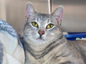 Purr-Bucket, Young Female Domestic Short Hair
