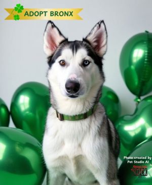 You can fill out an adoption application online on our official websiteBronx TX is a female Husky