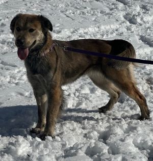 Stella, Young Female Golden Retriever
