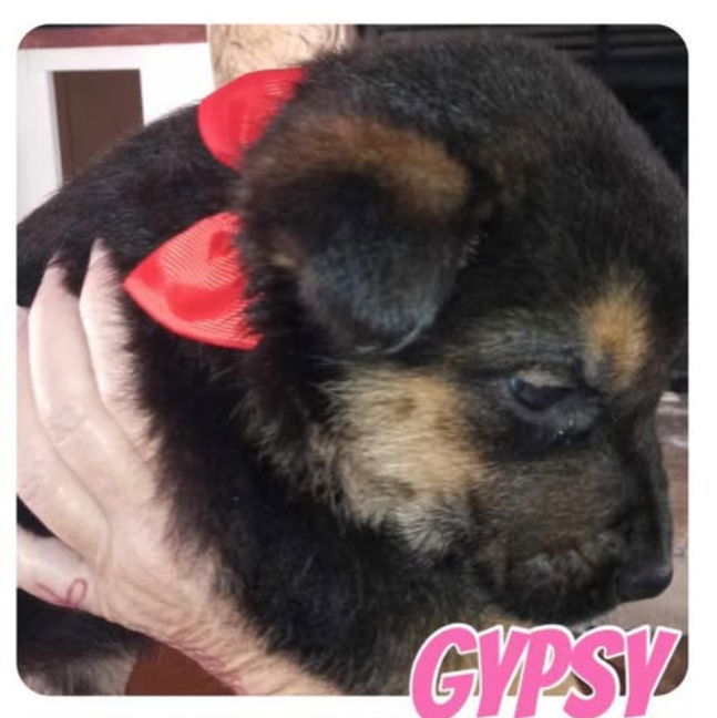 Gypsy