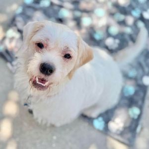 Spanky, Adult Male Schnauzer