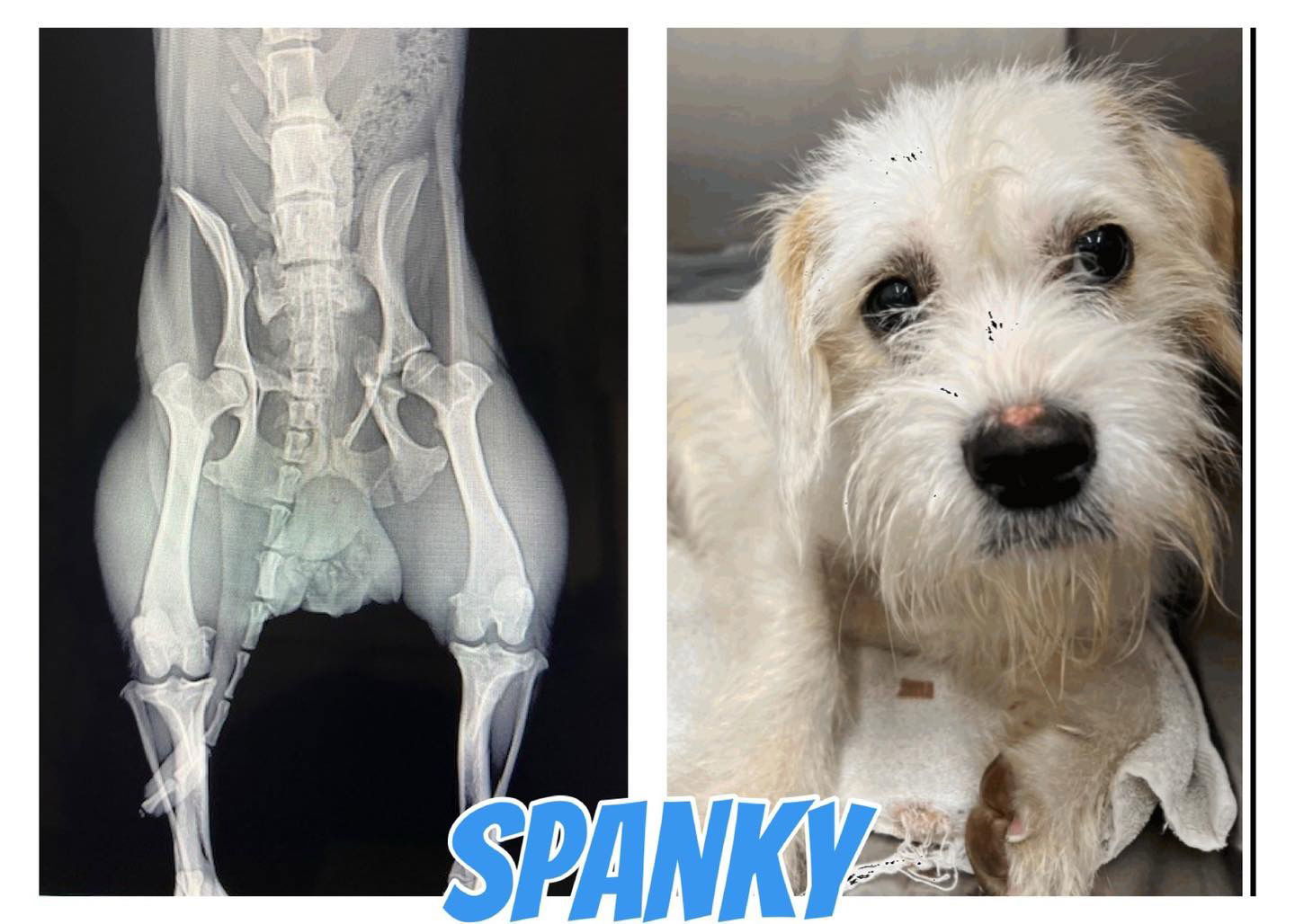 Spanky, an adoptable Schnauzer in Grand Bay, AL, 36541 | Photo Image 2