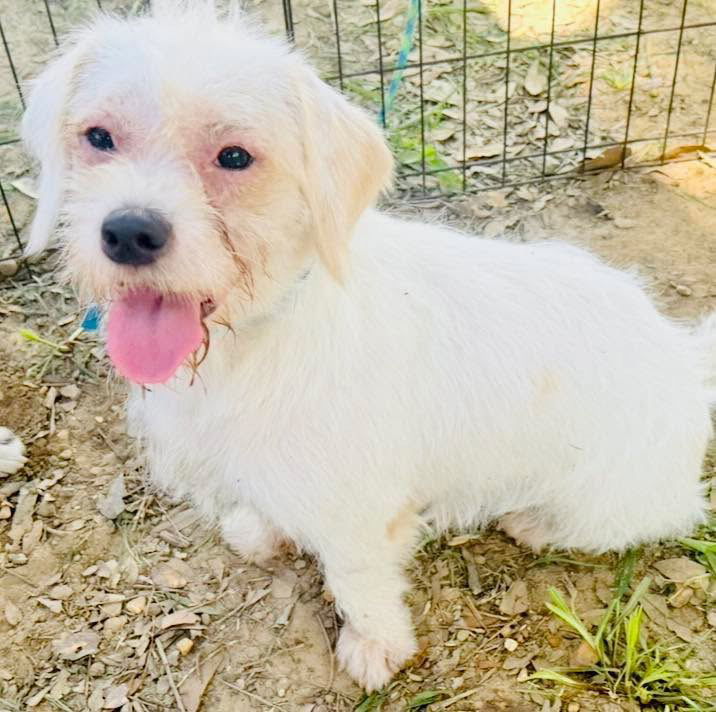 Spanky, an adoptable Schnauzer in Grand Bay, AL, 36541 | Photo Image 2