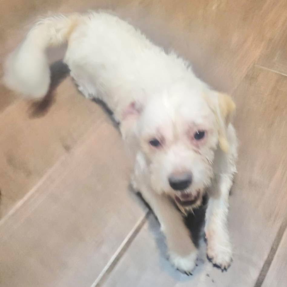 Spanky, an adoptable Schnauzer in Grand Bay, AL, 36541 | Photo Image 3