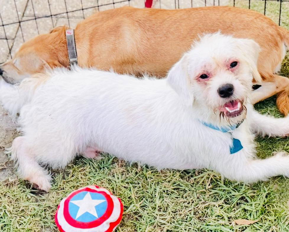 Spanky, an adoptable Schnauzer in Grand Bay, AL, 36541 | Photo Image 3