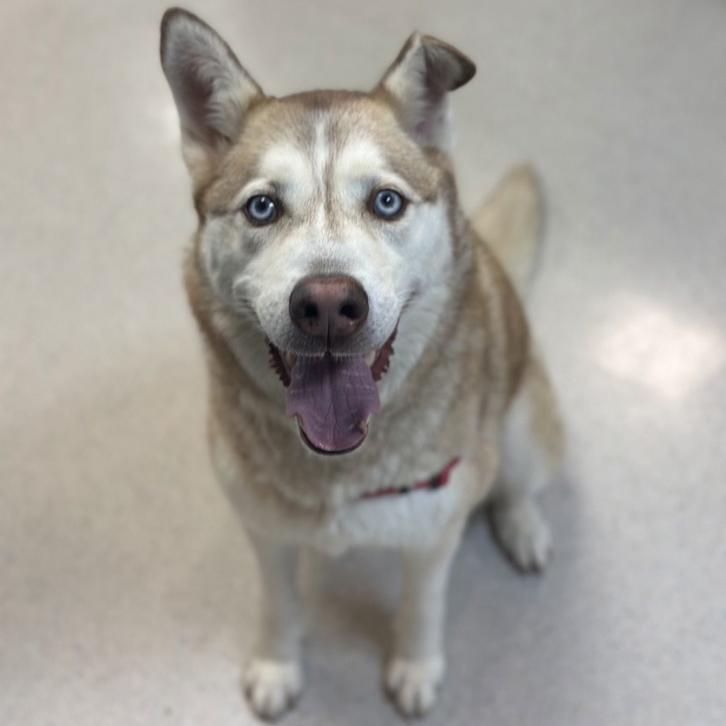 Oso, an adoptable Husky in Rohnert Park, CA, 94928 | Photo Image 1