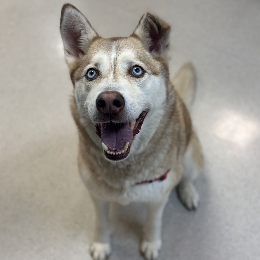 Oso, an adoptable Husky in Rohnert Park, CA, 94928 | Photo Image 2