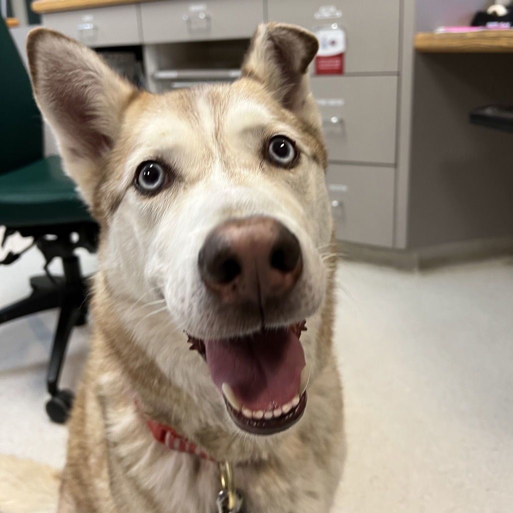 Oso, an adoptable Husky in Rohnert Park, CA, 94928 | Photo Image 3