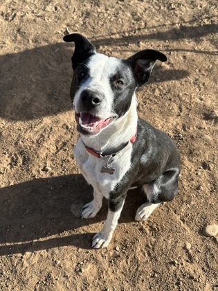 Stuffy, an adoptable Pit Bull Terrier, Mixed Breed in Durango, CO, 81301 | Photo Image 1