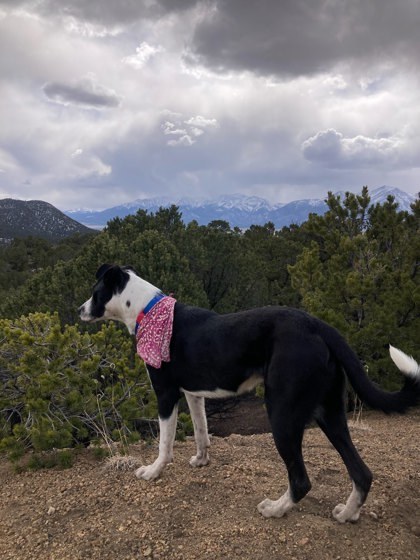 Stuffy, an adoptable Pit Bull Terrier, Mixed Breed in Durango, CO, 81301 | Photo Image 2