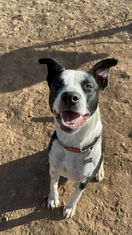 Stuffy, an adoptable Pit Bull Terrier, Mixed Breed in Durango, CO, 81301 | Photo Image 3