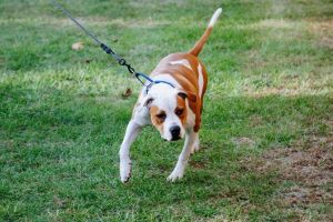 Penelope, Young Female Pit Bull Terrier